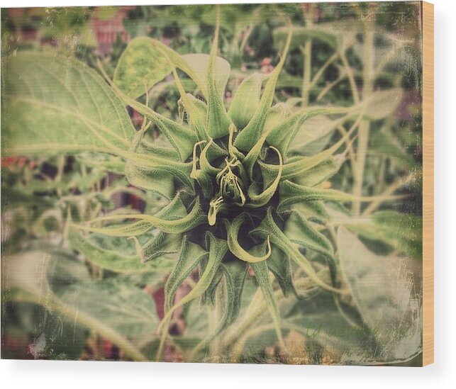 Sunflower Wood Print featuring the digital art Budding by Tg Devore