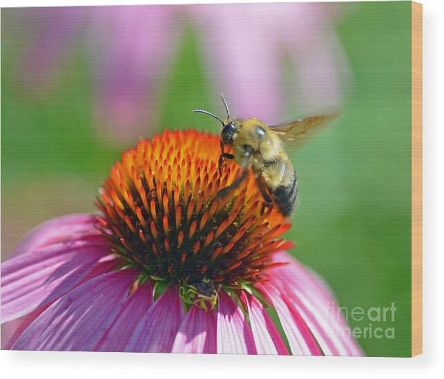 Bee Wood Print featuring the photograph Bumblebee on a Coneflower by Rodney Campbell
