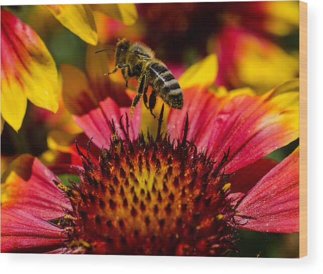 Busy Bee Buzzing Wood Print featuring the photograph Busy Buzzing Bee by Jordan Blackstone