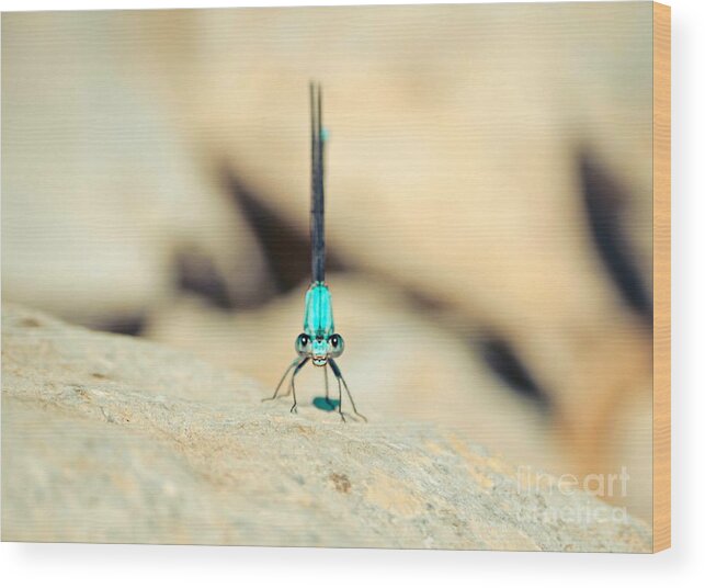  Green Dragonfly Wood Print featuring the photograph Can I Bug You Dragonfly by Peggy Franz
