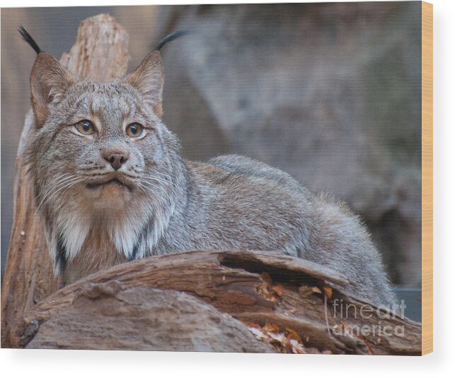Lynx Wood Print featuring the photograph Canada Lynx by Bianca Nadeau