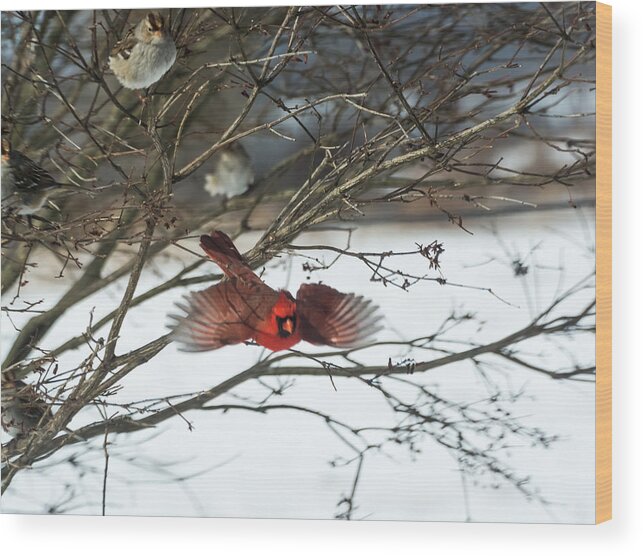 Jan Holden Wood Print featuring the photograph Cardinal in Flight by Holden The Moment
