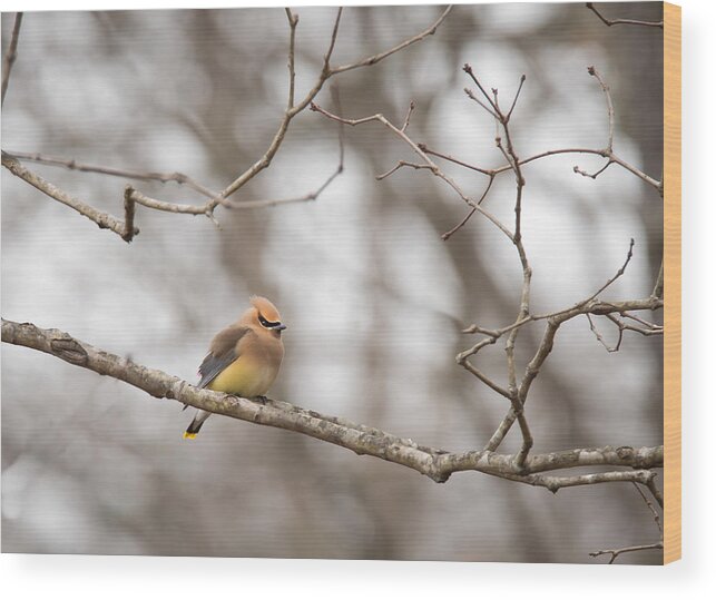 Nature Wood Print featuring the photograph Cedar Waxwing - Bombycilla cedrorum by Christy Cox