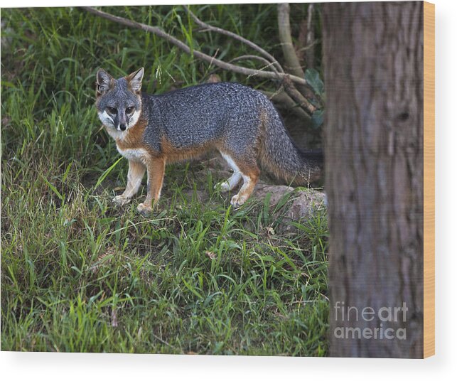 Channel Island Fox Wood Print featuring the photograph Channel Island Fox by David Millenheft