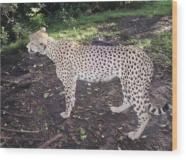 Cheetah Wood Print featuring the photograph Cheetah by Karen Jane Jones