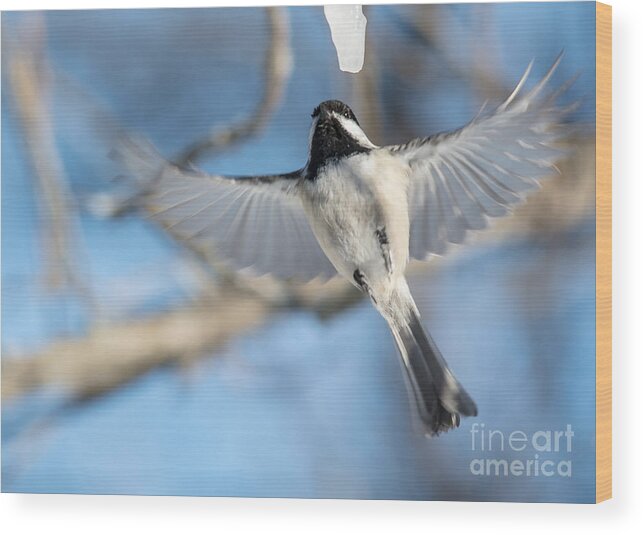 Blue Sky Wood Print featuring the photograph Chickadee Angel by Cheryl Baxter