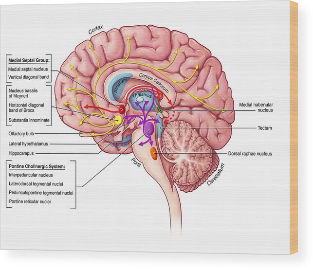 Medial Septal Group Wood Print featuring the photograph Cholinergic Pathway, Illustration by Evan Oto