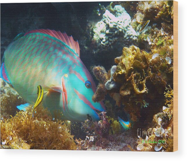 Parrotfish Wood Print featuring the photograph Chow Time by Li Newton