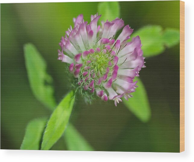 Nature Wood Print featuring the photograph Clover by Tracy Male