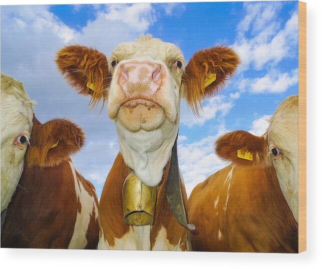 Cow Wood Print featuring the photograph Cow looking at you - funny animal picture by Matthias Hauser