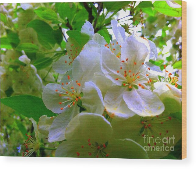 Crabapple Tree Wood Print featuring the painting Crabapple Beauty by Shelia Kempf
