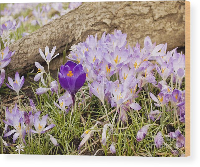 Crocus Wood Print featuring the photograph Crocus Garden in Spring by Maria Janicki
