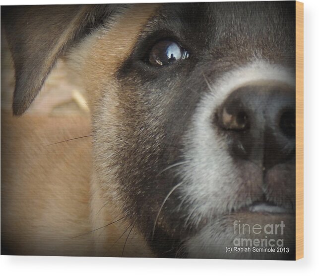 Puppy Wood Print featuring the photograph Cuteness Abounds by Rabiah Seminole