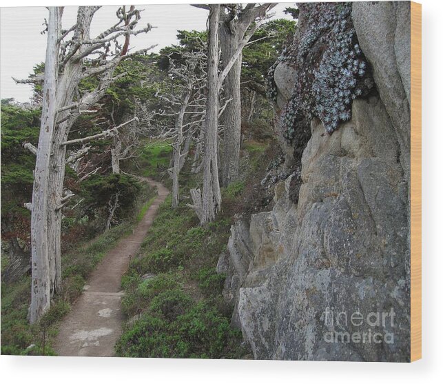 Point Lobos Wood Print featuring the photograph Cypress Grove Trail by James B Toy