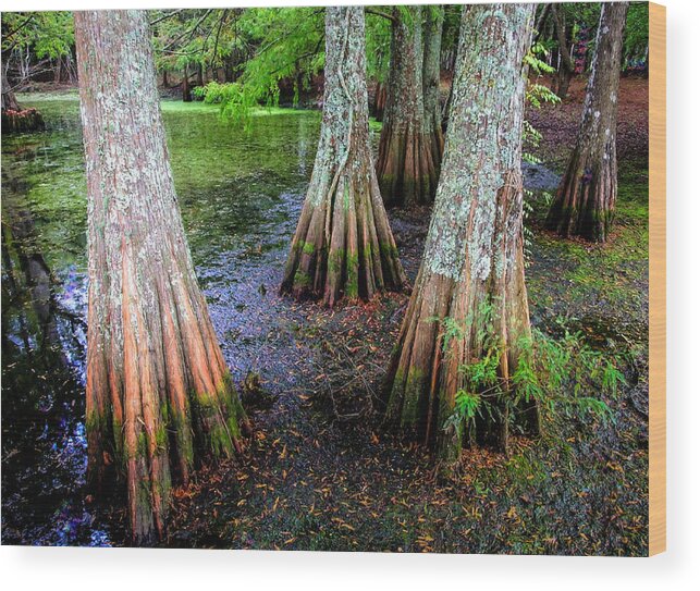 Cypress Trees Wood Print featuring the photograph Cypress Waltz by Karen Wiles