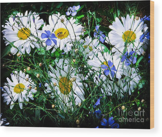 Flowers Wood Print featuring the photograph Daisies with Blue Flax and Bee by Roselynne Broussard
