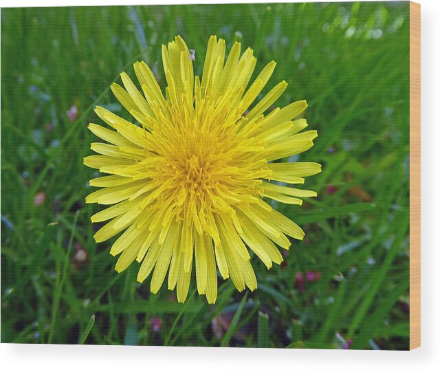Flower Wood Print featuring the photograph Dandelion and Spider by Laurie Tsemak