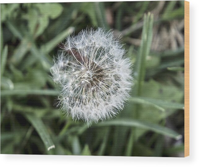 Rebecca Dru Photography Wood Print featuring the photograph Dandelion Puff by Rebecca Dru