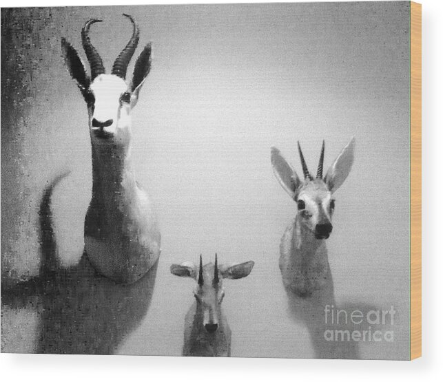 Hunting Wood Print featuring the photograph Dead animals..not trophies by WaLdEmAr BoRrErO