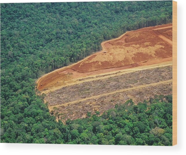 Tropical Rainforest Wood Print featuring the photograph Deforestation in the Amazon by Luoman
