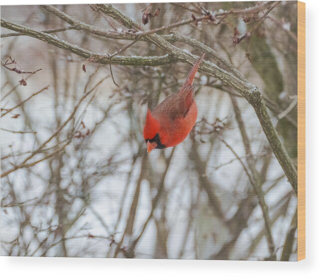 Jan Holden Wood Print featuring the photograph Diving Cardinal by Holden The Moment