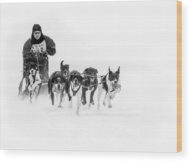 Laconia Wood Print featuring the photograph Dog Sled Team by Thomas Lavoie