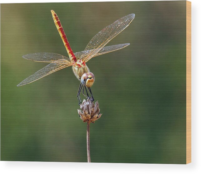 Dragonfly Wood Print featuring the photograph Dragonfly by Meir Ezrachi