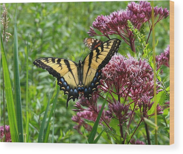Butterflies Wood Print featuring the photograph Eastern Tiger Swallowtail on Joe Pye Weed by Neal Eslinger