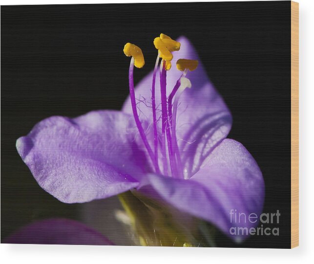 Purple Flower Wood Print featuring the photograph Electric Stamen by Dan Hefle