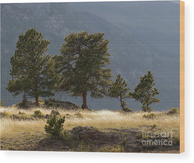 Mountain Wood Print featuring the photograph Evening Light on the meadow by Bon and Jim Fillpot
