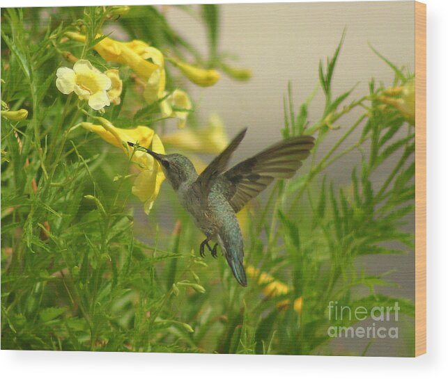 Wildlife Wood Print featuring the photograph Feeding Time by Bob Hislop