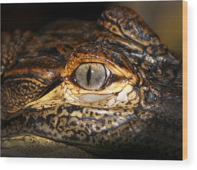 Gator Wood Print featuring the photograph Feisty Gator by Anthony Jones