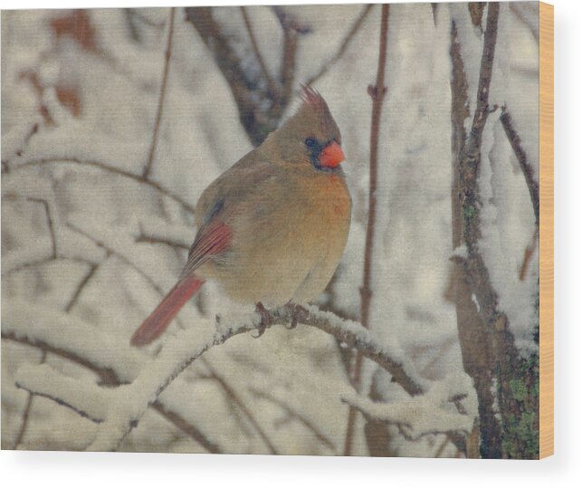 Bird Wood Print featuring the photograph Female Cardinal in the Snow II by Sandy Keeton