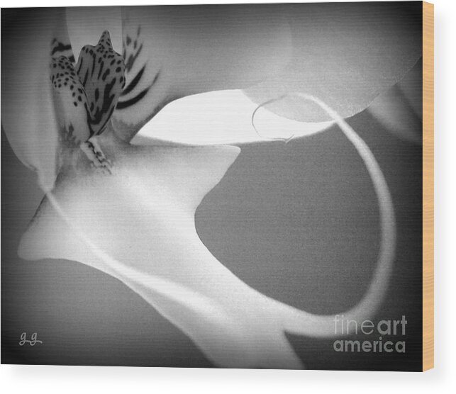 Orchid Wood Print featuring the photograph Fine Lines Black and White by Geri Glavis