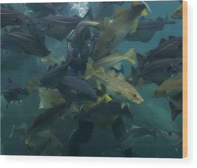 Diver Wood Print featuring the photograph Fish Diver by Wade Aiken