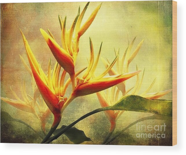 Flowers Wood Print featuring the photograph Flames of Paradise by Ellen Cotton