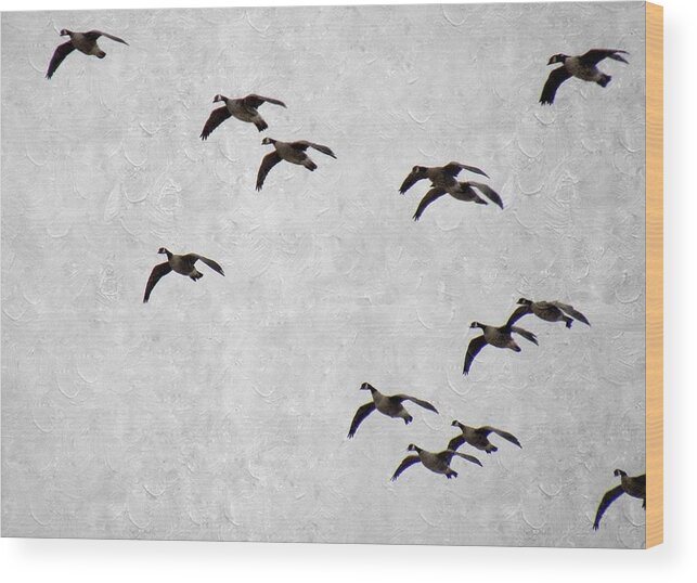 Canadian Geese Wood Print featuring the photograph Flock of Geese by Annie Adkins