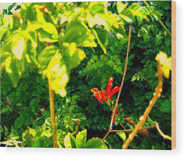 Florals Wood Print featuring the photograph Floral 4 by Dan Twyman