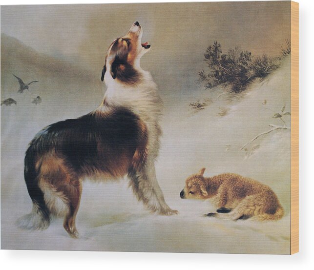 Collie Dog Wood Print featuring the painting Found by Albrecht Schenck