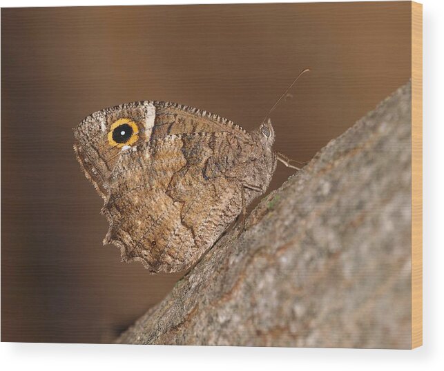 Satyrini Wood Print featuring the photograph Freyer's Grayling by Meir Ezrachi