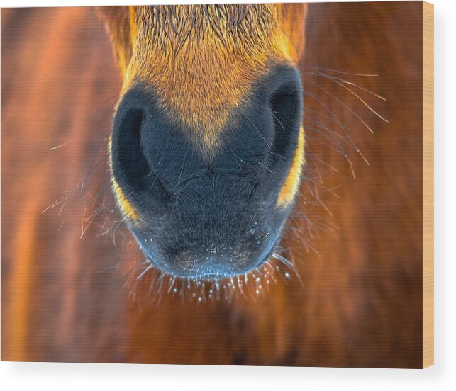 Bay Wood Print featuring the photograph Gift Horse by Brian Stevens