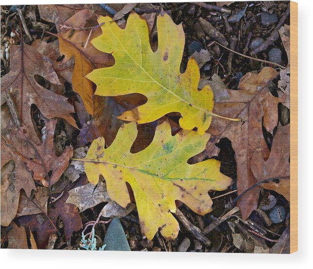 California Black Oak Wood Print featuring the photograph Golden Oak Leaf Duet by Michele Myers