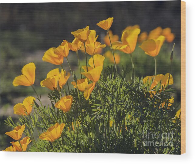 Golden Poppies Wood Print featuring the photograph Golden Poppies by Tamara Becker