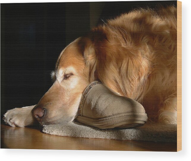 Golden Retriever Wood Print featuring the photograph Golden Retriever Dog with Master's Slipper by Jennie Marie Schell