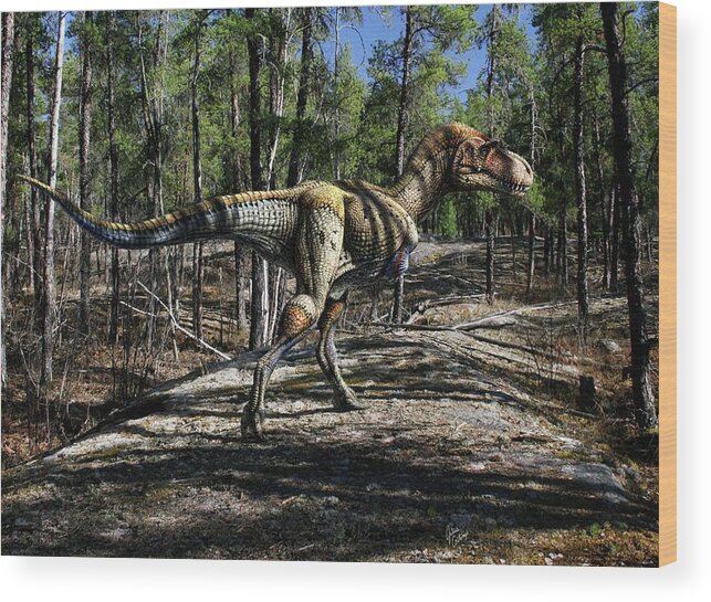Gorgosaurus Libratus Wood Print featuring the photograph Gorgosaurus Libratus Dinosaur by Julius T Csotonyi/science Photo Library