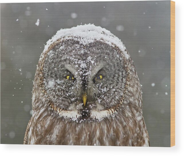 Passion2013 Wood Print featuring the photograph Great Grey Owl Winter Portrait by Mircea Costina