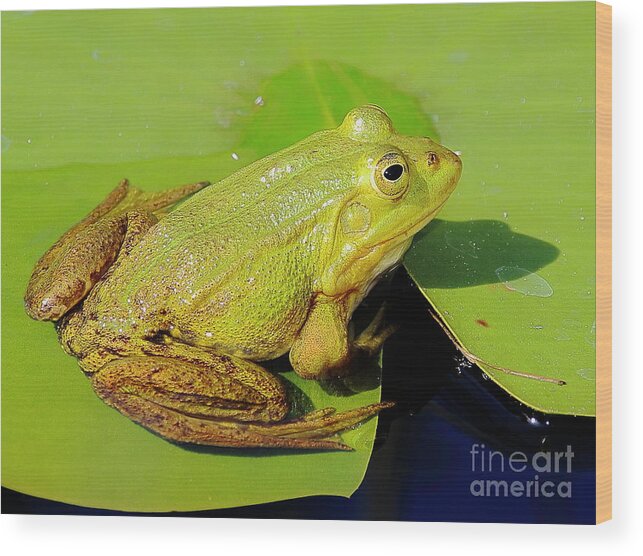 Frogs Wood Print featuring the photograph Green Frog 2 by Amanda Mohler