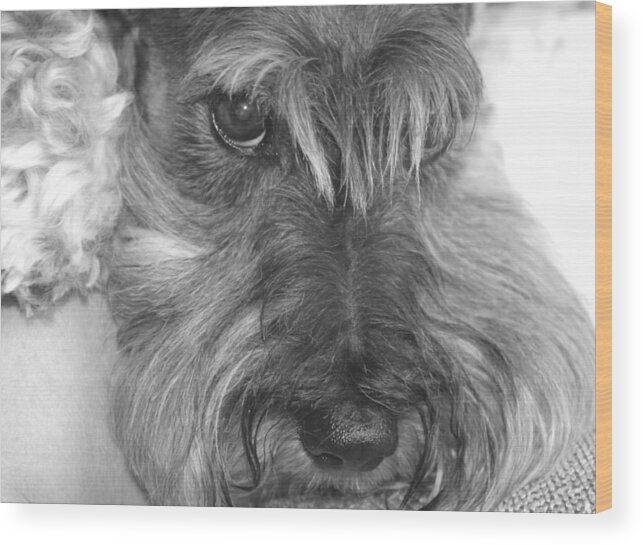 Miniature Schnauzer Wood Print featuring the photograph Gretl and The Look by Andrea Lazar