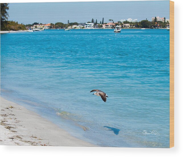 susan Molnar Wood Print featuring the photograph Gull at Lido Beach II by Susan Molnar