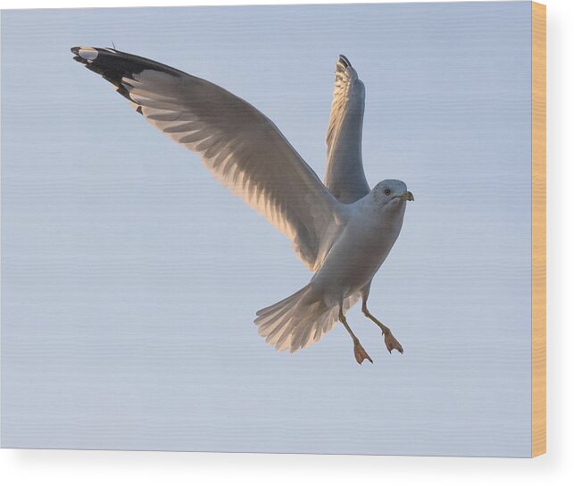 Gull Wood Print featuring the photograph Gull Ready to Land by Holden The Moment